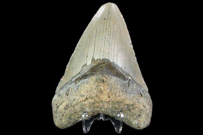 Fossil Megalodon Tooth - North Carolina #109875
